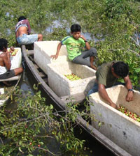 Harvest of Camu Camu fruits